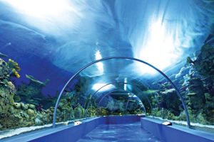 277417 - الوطن بوست