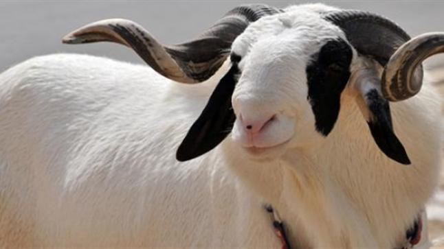 تعرف على شروط الذبح الشرعية للأضحية