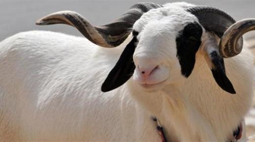 أخطاء يقع فيها المضحي قد تبطل ثواب الأضحية