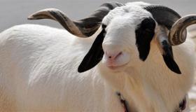 تعرف على شروط الاضحية كاملة