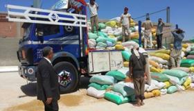 ارتفاع كميات القمح المحلي الموردة من المزارعين لتقترب من حاجز 2 مليون طن