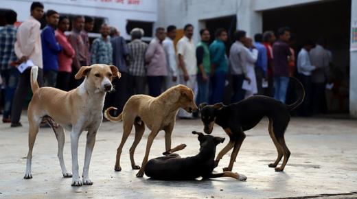 قوة مواقع التواصل الأجتماعي توقف الاتجار بالكلاب في الهند