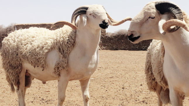 ماهي الطريقة الصحيحة لتوزيع لحوم الأضحية؟ دار الإفتاء المصرية تجيب