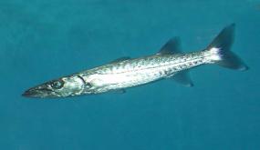 مصر: سمكة الباراكودا في البحر الأحمر ليست خطرا على الغواصين