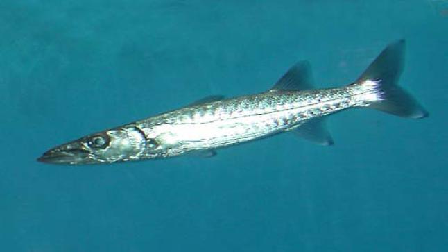 مصر: سمكة الباراكودا في البحر الأحمر ليست خطرا على الغواصين