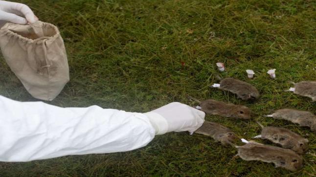 أعراض مرض ” الطاعون الدبلي” القادم من الصين.. طريقة الوقاية