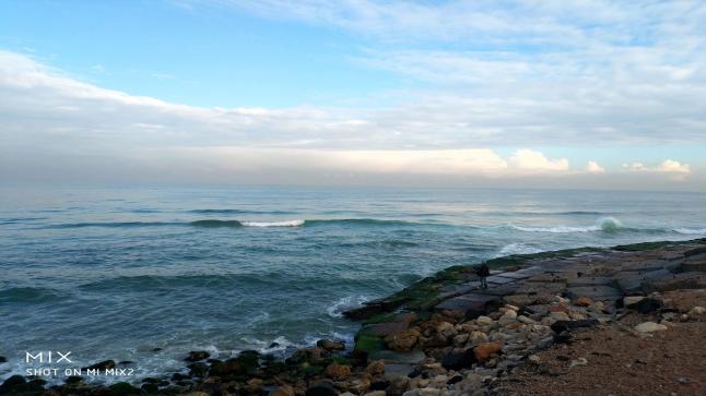 النائب محمد أبو هميلة يقترح بيع شاطىء النخيل لشركة خاصة من أجل الحفاظ على أرواح المواطنين