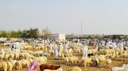 البيئة تعلن المواعيد الجديدة لصرف دعم صغار مربي الماشية