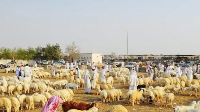 البيئة تعلن المواعيد الجديدة لصرف دعم صغار مربي الماشية