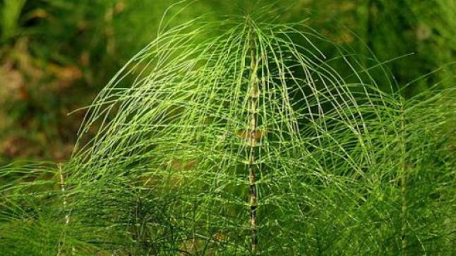 فوائد عشبة ذيل الحصان في تعزيز المناعة ضد فيروس كورونا