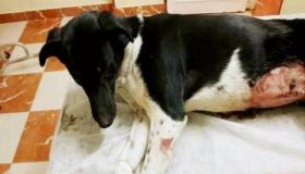 إغتصاب كلبة يسبب جدلا واسعا علي مواقع التواصل الاجتماعي