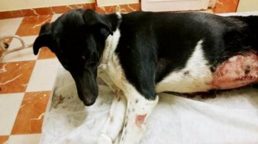 إغتصاب كلبة يسبب جدلا واسعا علي مواقع التواصل الاجتماعي