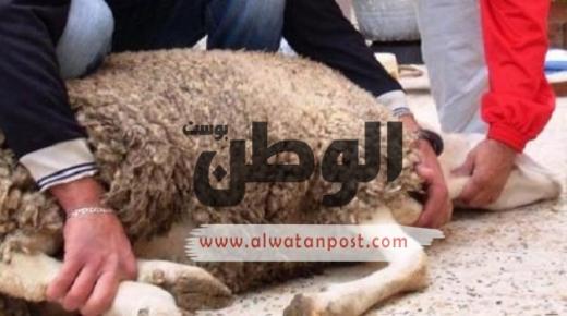 الأسئلة الشائعة عن آداب الأضحية