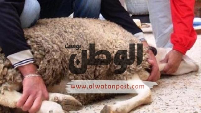 الأسئلة الشائعة عن آداب الأضحية